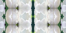 Load image into Gallery viewer, &quot;AWAKENING&quot;© TM1-3618

