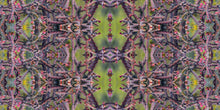 Load image into Gallery viewer, &quot;CHOLLA TANGO&quot;© TM1-3618
