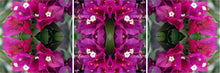 Load image into Gallery viewer, &quot;DEEP WINE BOOGIE&quot;© TM3-12
