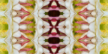 Load image into Gallery viewer, &quot;FORTUNE KOOKIE&quot;© TM1-3618
