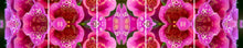 Load image into Gallery viewer, &quot;FOXY MAGENTA&quot;© TM5-20
