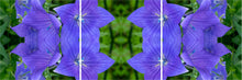 Load image into Gallery viewer, &quot;KINGDOM FOUND&quot;© TM3-24
