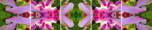 Load image into Gallery viewer, &quot;MAGNOLIA GLOW&quot;© TM5-20

