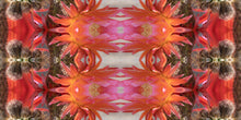 Load image into Gallery viewer, &quot;PRISCILLA&quot;© TM1-3618
