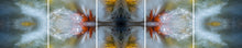 Load image into Gallery viewer, &quot;VENUS SCEPTRE&quot;© TM5-20
